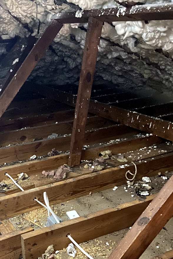 Rodent droppings in attic insulation - professional attic cleanup in Charleston SC