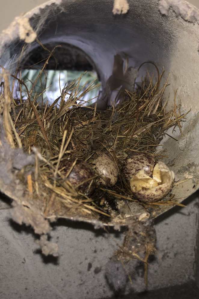 Professional dryer vent cleaning in James Island
