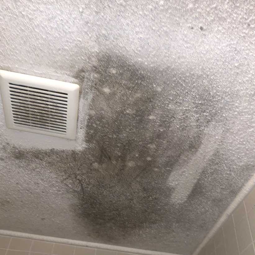 Emerald Home Solutions - Services - Mold Remediation 2
