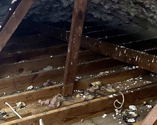 Emerald Home Solution - Attic Cleanup in Daniel Island rodent droppings in attic insulation